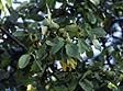 Feuillage et fruits de noyer