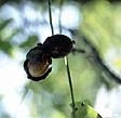 noix mures sur arbre