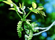 Inflorescence de noyer