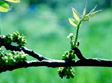 Branche de noyer au printemps