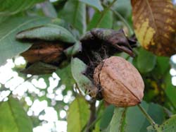Noix m&ucirc;res dans arbre