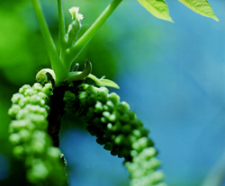 Inflorescences m&acirc;les et femelles de noyer