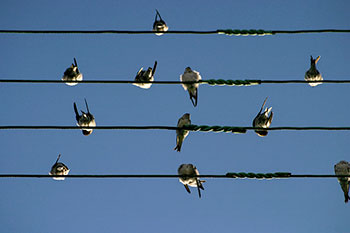 Fils électriques utiles pour les oiseaux -  © Norbert Pousseur