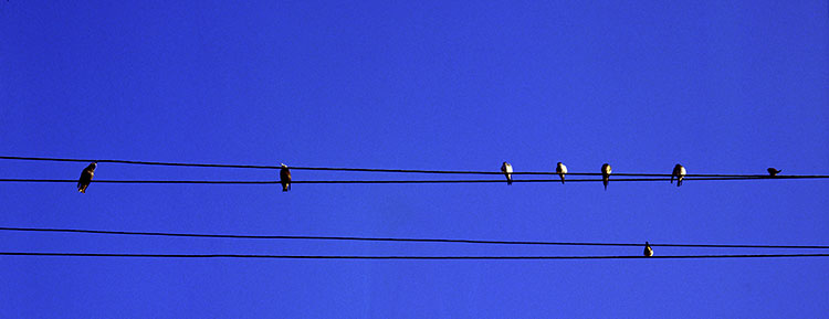 Des fils électriques pour les oiseaux -  © Norbert Pousseur