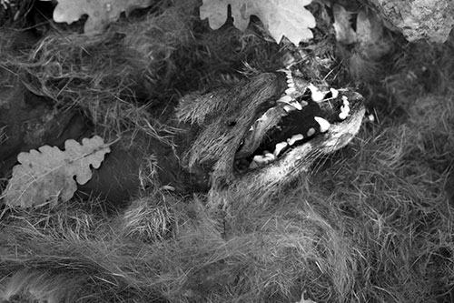 Cadavre de renard - © Norbert Pousseur