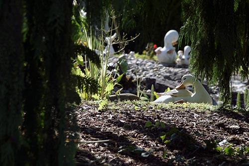 Nains et canards - © Norbert Pousseur