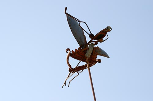 Oiseau ferrraille - © Norbert Pousseur