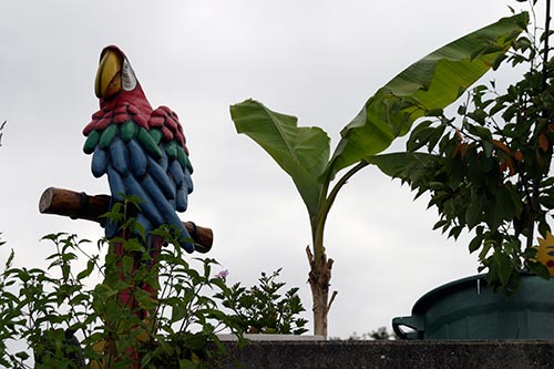 Perroquet et bananier - © Norbert Pousseur