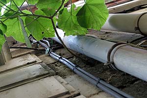 plant sur mur de maison