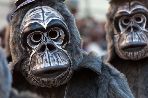 Tête de singe et sa fourure - © Norbert Pousseur