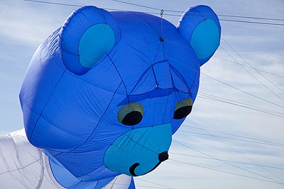 Tête d'ours bleu - Festival de Fréjus - © Norbert Pousseur