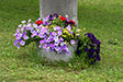 Pied fleuri de croix en Argovie (Suisse) - © Norbert Pousseur