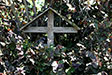 Croix de bois sous abri dans fourré - © Norbert Pousseur