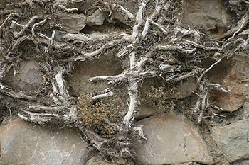 Mur de bâtisse de Lorgues,  envahi de racines - © Norbert Pousseur