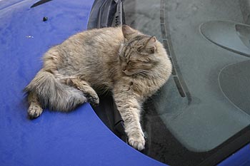 Chat allongé sur capot bleu de voiture - © Norbert Pousseur
