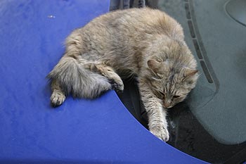 Chat dormant sur voiture bleue garée dans une rue de Lorgues - © Norbert Pousseur