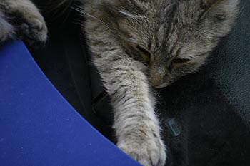 Tête de chat dormant sur voiture de lorgues - © Norbert Pousseur