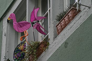 Flamant rose à la fenêtre - © Norbert Pousseur