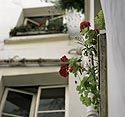 Fleurs en fenêtre - Fleurs de jardin - © Norbert Pousseur