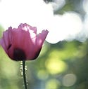 Pavot d'orient de profil - papaver orientale - Fleurs de jardin - © Norbert Pousseur