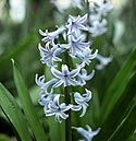 Jacinthe bleu clair - hyacinthus orientalis - Fleurs de jardin - © Norbert Pousseur