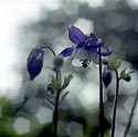 Ancolie bleue - aquilegia hybrida - Fleurs de jardin - © Norbert Pousseur