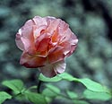 Roses - Fleurs de jardin - © Norbert Pousseur