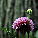 Dahlia boule rose - Fleurs de jardin - © Norbert Pousseur