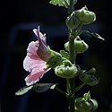 Grande mauve de profil - malva sylvestrisa -Fleurs de jardin - © Norbert Pousseur