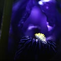 Coeur d'iris bleu roi -  Fleurs de jardin - © Norbert Pousseur