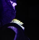 Iris bleu en profil -  Fleurs de jardin - © Norbert Pousseur