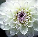 Dahlia blanc à coeur rosé - Fleurs de jardin - © Norbert Pousseur