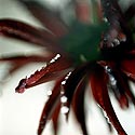 Pétales de dahlia rouge sombre - Fleurs de jardin - © Norbert Pousseur