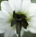 Dos de dahlia blanc - Fleurs de jardin - © Norbert Pousseur