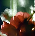 Fleur de géranium - Fleurs de jardin - © Norbert Pousseur