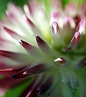 Pétales de dahlia cactus rouge et blanc - Fleurs de jardin - © Norbert Pousseur