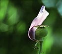 Dernier pétale de pavot d'orient - papaver orientale - Fleurs de jardin - © Norbert Pousseur