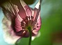 Pavot d'orient par transparence - papaver orientale - Fleurs de jardin - © Norbert Pousseur