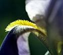 Lèvre d'iris -  Fleurs de jardin - © Norbert Pousseur