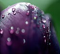 Pétales humide de tulipe violette - © Norbert Pousseur