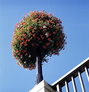 Boule de géranium - Fleurs de jardin - © Norbert Pousseur