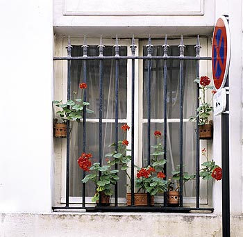 Géraniums à la fenêtre - Fleurs de jardin - © Norbert Pousseur