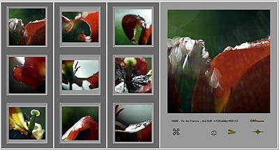 Planche des tulipes rouges en format 6x6 - © Norbert Pousseur