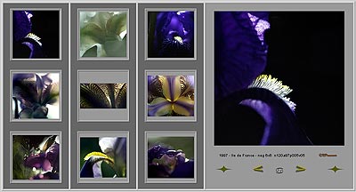 Planche des iris en format 6x6 - © Norbert Pousseur