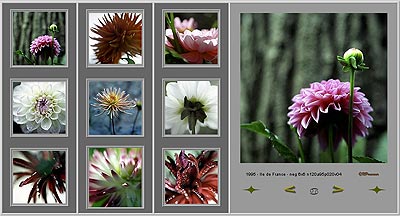 Planche des dahlias en format 6x6 - © Norbert Pousseur