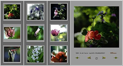 Planche de diverses fleurs de jardin en format 6x6 - © Norbert Pousseur
