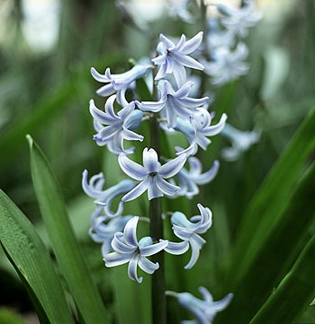 Jacinthe bleu clair - Fleurs de jardin - © Norbert Pousseur