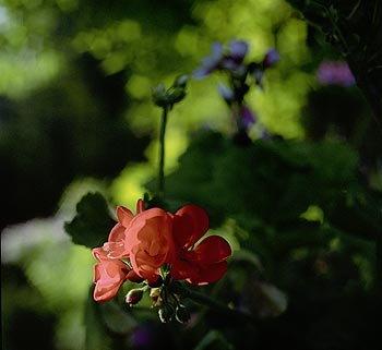 Géranium à fleur rouge uni - Fleurs de jardin - © Norbert Pousseur