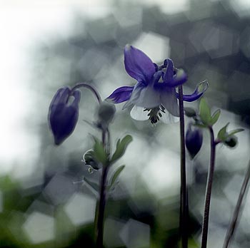 Ancolie bleue - Fleurs de jardin - © Norbert Pousseur