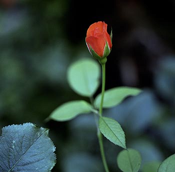 Bouton de rose - Fleurs de jardin - © Norbert Pousseur